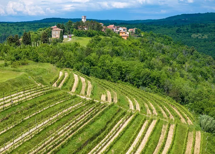 Novigrad 1 Apartman *